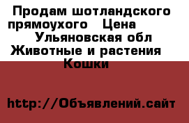 Продам шотландского прямоухого › Цена ­ 2 500 - Ульяновская обл. Животные и растения » Кошки   
